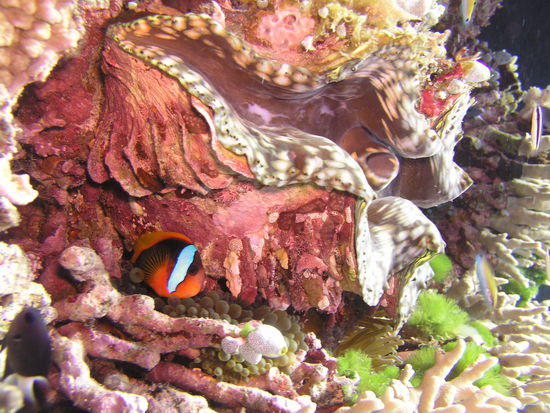 uns erwartete eine traumhafte Unterwasserwelt, farbenreiche Korallen und eine Vielfalt an Fischen.