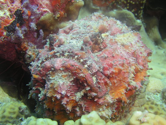 Das ist keine Koralle, sondern ein Stone Fish, man erkennt bei genauerem Hinschauen die Augen und den Mund. Dieser Fisch ist sehr giftig und wenn man ihn aus Versehen beruehrt kann das ganz furchtbare Schmerzen/Verletzungen hervorrufen...