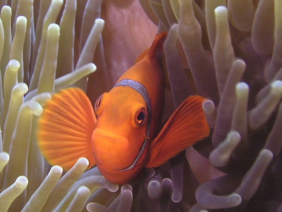 na erkennt ihr ihn??? ja er ist es...das ist Nemo