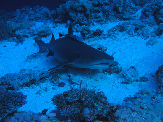 Kurz vor der Haifuetterung wurden schon einige Haie durch den Geruch der Thunfischkoepfe angelockt...