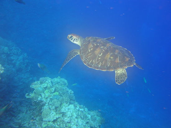 Nach der Haifuetterung schwamm ne Schildkroete an mir vorbei...