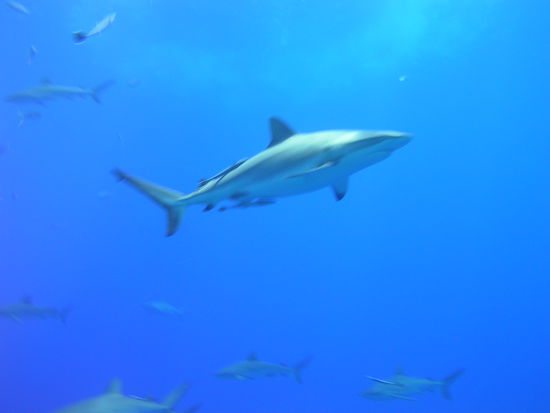 im Hintergrund schwimmen unzaehlige hungrige Haie...