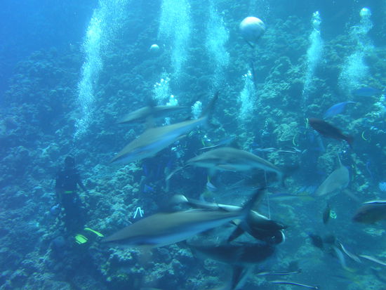 Anhand der Luftblasen kann man erkennen, dass wir hinten an der Wand des Riffs sassen und den hungrigen Haien zuschauen konnten.