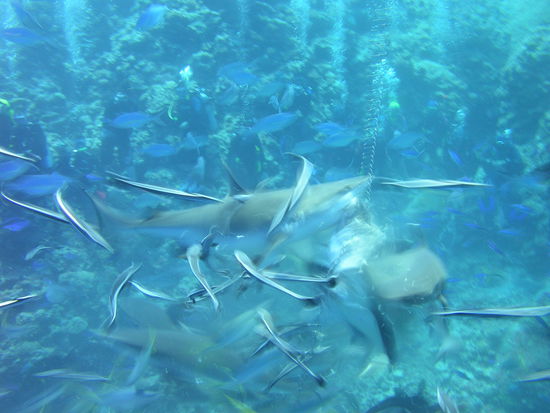 Das Bild ist so unscharf, da die Haie so schnell um das Futter schwammen. Die kleinen Fische sind uebrigens die Putzerfische, die den Hai immer begleiten und ihn schoen reinigen. Sie saugten sich auch an uns fest, was einige blaue "Knutschflecken" an den Waden verursachte.