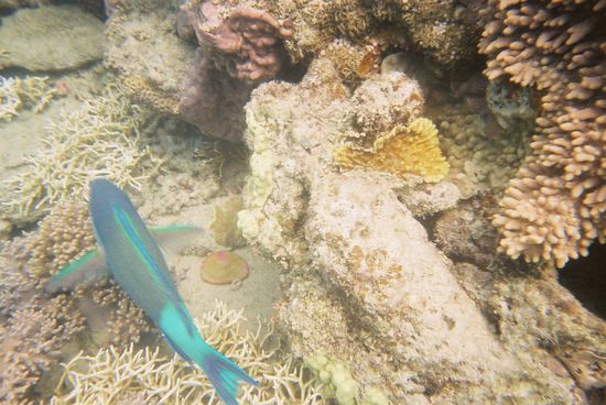 leider hab ich diesen Papageienfisch nie richtig erwischt, er ist immer davon geschwommen, sobald ich naeher kam...