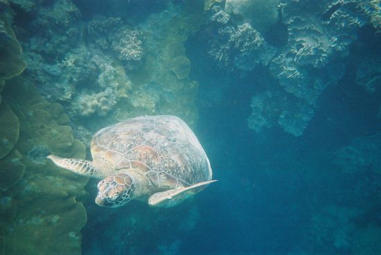 dafuer hatte die Schildkroete gar keine Angst vor mir, sondern war eher neugierig...