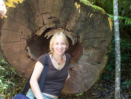 Um den Weg begehbar zu machen, wurde ein Teil dieses riesigen umgestuerzten Baumes im Regenwald herausgesaegt...