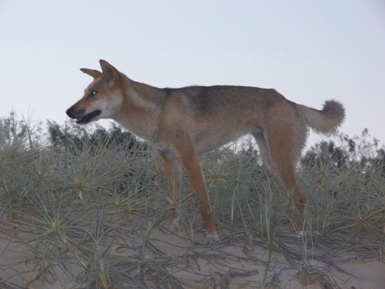 Das ist ein Dingo, einer der vielen wilden Hunde auf Fraser Island...vor denen muss man sich ganz schoen in Acht nehmen, da sie sehr aggressiv werden koennen.