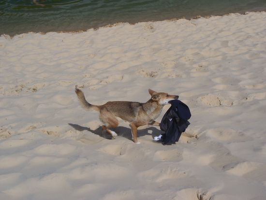 Echt unglaublich, dieser Dingo hat einfach die Klamotten von einem Australier unserer Gruppe geschnappt und ist damit abgehauen! Nach einer langen Verfolgungsjagd, hat er dann die Kleider irgendwann wieder ausgespuckt 