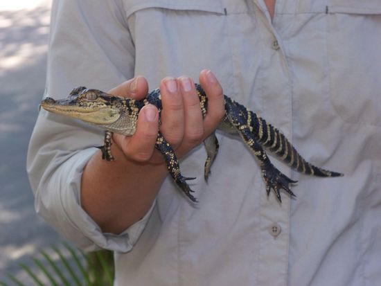 Ein suesses Babykrokodil. Wenn es ausgewachsen ist betraegt die Laenge zwischen 2-3 Meter!