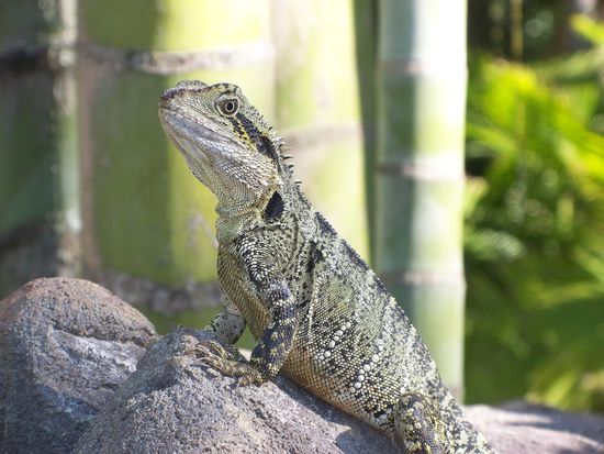 Ein Lizard im Australia Zoo
