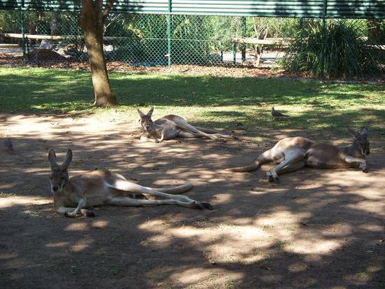 Natuerlich durften die Kaengurus nicht fehlen...