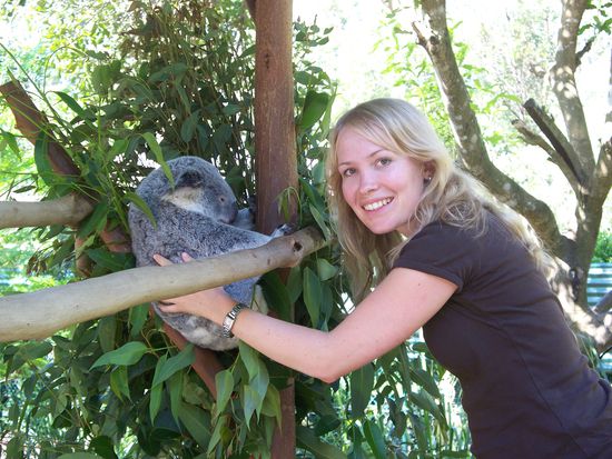 Auf dem Koala-Walk konnte man viele Koalas streicheln.