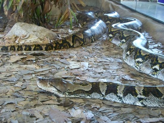 Diese Riesen-Python war 12 Meter lang und hatte einen Durchmesser von 30 cm!!!