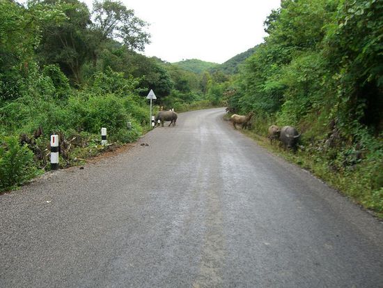 Wasserbueffel stehen ueberall entlang der Strasse und grasen...