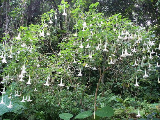 herrliche Pflanzenwelt