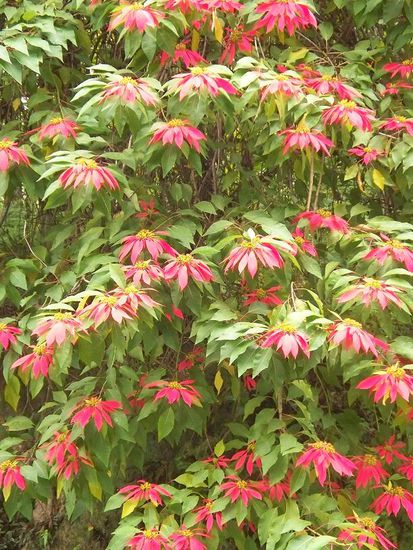 noch mehr schoene Pflanzen... wenn ich doch nur die ganzen Namen wuesste...