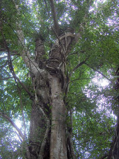 grosser Baum...