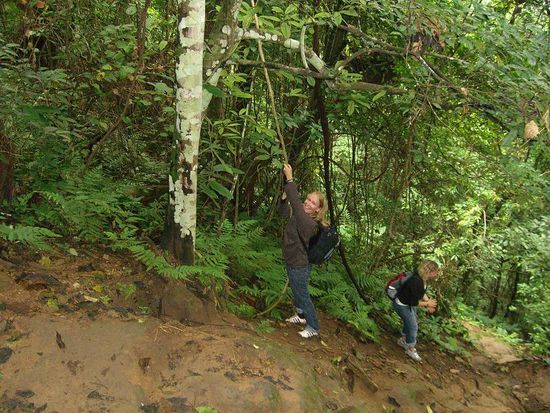 Zum Glueck gab es einige Lianen, die den Abstieg um einiges erleichterten...