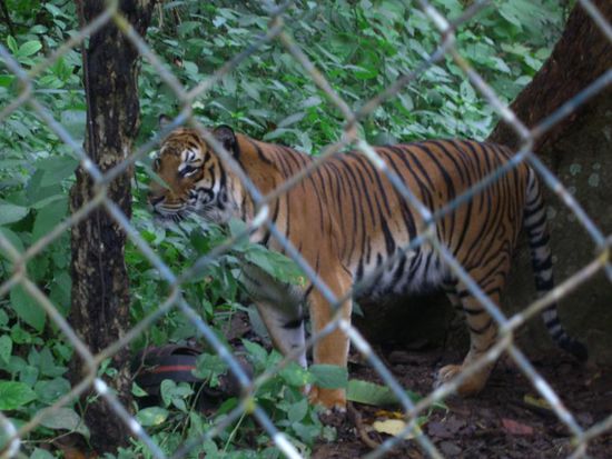 Dieser Tiger wurde von Tierschuetzern gerettet, da er aufgrund von illegalem Tierhandel fast gestorben waere. Er wurde wieder aufgepaeppelt und residiert nun hier im Park.