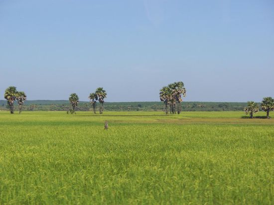 Saftig gruene Reisfelder, soweit das Auge reicht…