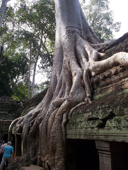 Ein Baum "frisst" einen Tempel...