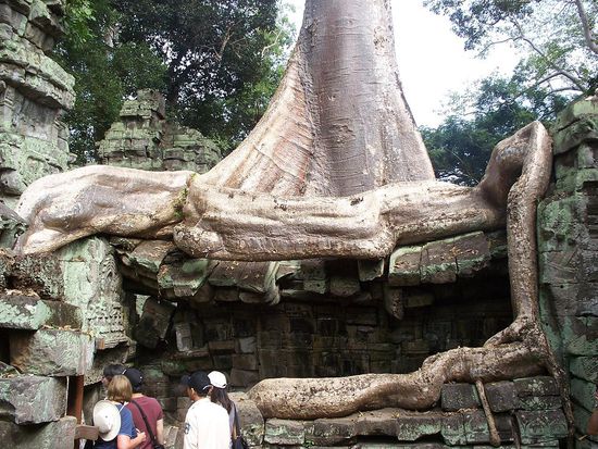 Eine Riesenwurzel...