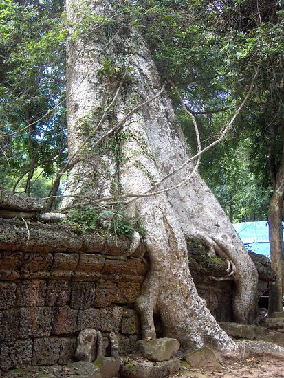 Die Macht der Natur macht selbst vor Steinmauern nicht halt.