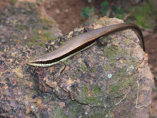 auch die Tierwelt interessierte sich fuers Angkor Wat...