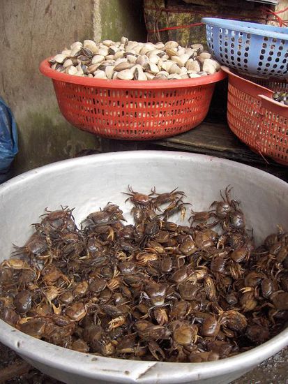 Auf dem Bild kann man leider nicht das Gewusel dieser Krebse erkennen, die trotz ihrer Anstrengungen dem heissen Topf nicht entkamen...
