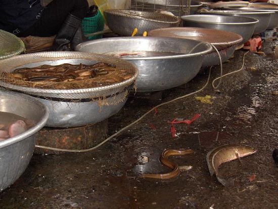 Fuer diese beiden Kandidaten endete der Versuch zu fluechten leider in einem langsamen und qualvollen Tod.