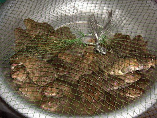 Froesche essen die Vietnamesen besonders gern. Mit der Schere werden die Froesche von den Marktfrauen zerkleinert...(danach sind sie dann tot)