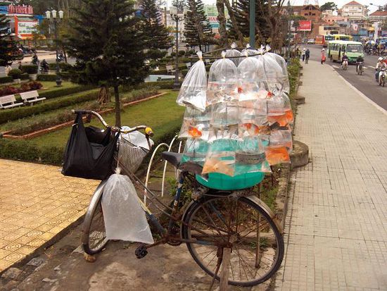 Selbst Goldfische konnte man in Da Lat kaufen, aber zum Glueck nicht zum Verzehr, obwohl ich das den Vietnamesen auch noch zugetraut haette.