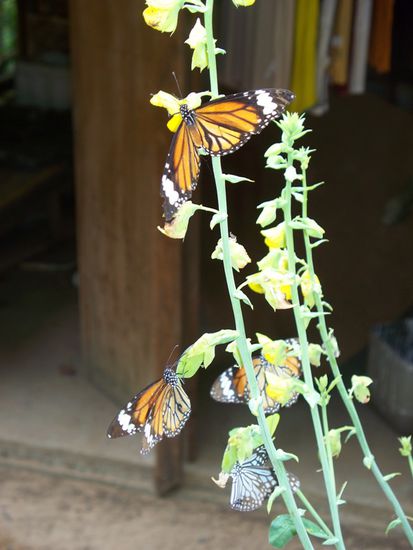 Schmetterlinge am Wegrand...