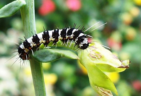 Bald wird aus der Raupe ein Schmetterling...