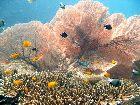 Die Unterwasserwelt von Phi Phi...