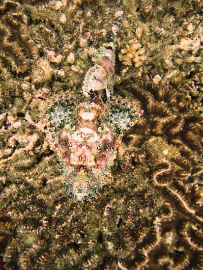 Dieser Skorpionfisch hat sich sehr gut getarnt... Den sollte man lieber nicht beruehren... koennte toedlich enden...
