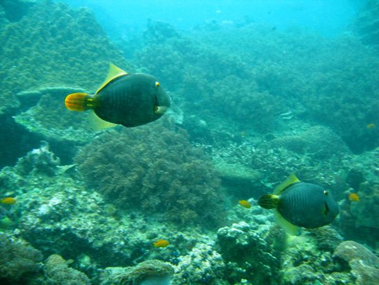 Wieso schwimmen denn immer alle Fische weg, wenn ich ein huebsches Foto von ihnen machen moechte?!?