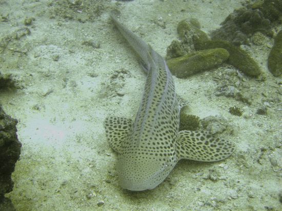 Ein 2-3 Meter langer ungefaehrlicher Leopardenhai haelt am Meeresboden gerade ein kleines Nickerchen...