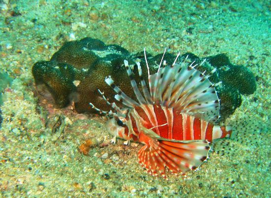 Ein Lion-Fisch, auch vor dem sollte man einen Sicherheitsabstand bewahren... aber er ist einfach wunderschoen...