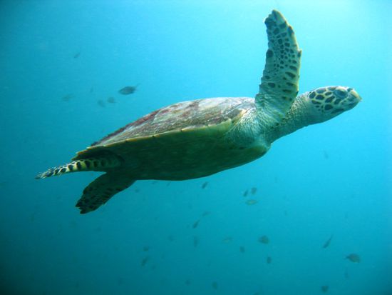 Turtle-Alarm!!! Highlight unseres ersten Tauchgangs war diese Riesenschildkroete!