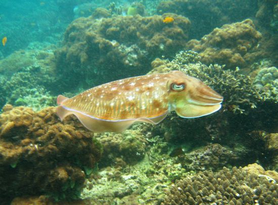 Ein vorbeischwimmender Octopus...