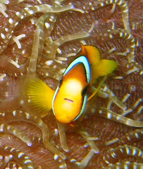 Mein Lieblingsbild! Der suesse Nemo...