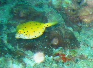 Mein Lieblingsfisch, der Yellow Box Fisch. Wie eine kleine gelbe Box schwimmt er zwischen den Korallen umher... so suess... leider ist er ziemlich fotoscheu.