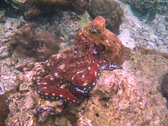 Unglaublich wie gut sich die Riesenkrake tarnen kann. Wenn sie sich fortbewegt kann sie abhaengig vom "Hintergrund" die entsprechende Farbe annehmen.