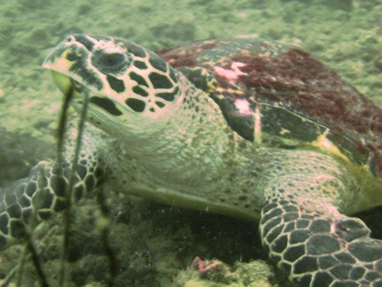 Heute war unser Glueckstag, auch beim 2. Tauchgang begegneten wir erneut einer Riesenschildkroete.