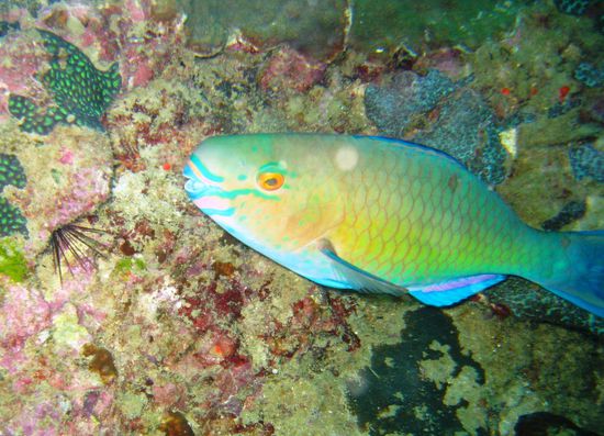 Ein Papageienfisch...