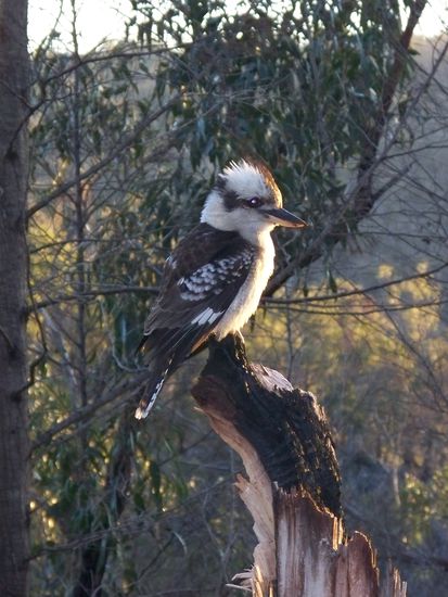 Kookaburra sits on an old gum tree... *lalala*