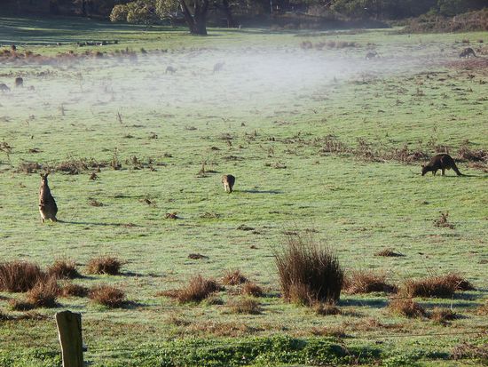 Kaenguruhs futtern auf einer Wiese...das Kaenguruhbaby hat sich im Sack der Mutter versteckt...
