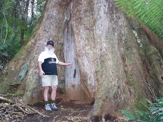 im Otway Rain Forest